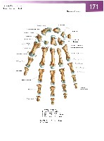 Sobotta Atlas of Human Anatomy  Head,Neck,Upper Limb Volume1 2006, page 178